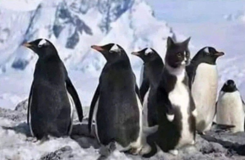 Create meme: penguins penguin, The cat and the penguins who steals, a flock of penguins