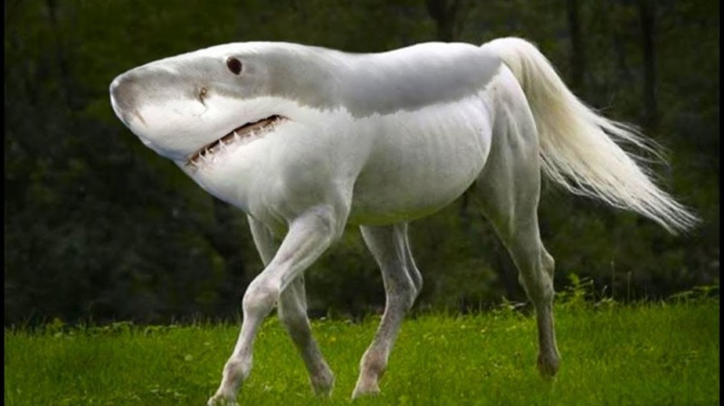 Создать мем: несуществующее животное, акула лошадь, странные животные