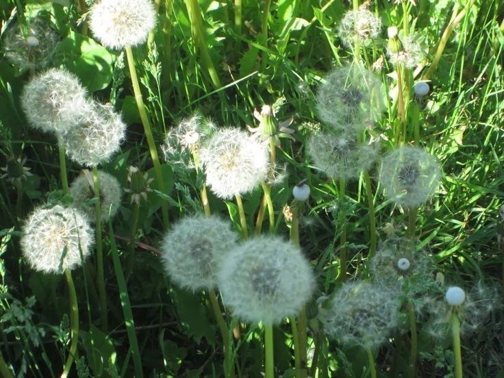 Create meme: dandelion , dandelion , types of dandelions