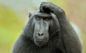 Create meme: gorilla funny, pensive monkey