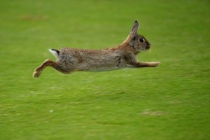 Create meme: hare, yabani tavşan, run rabbit run