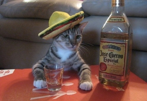 Create meme: the cat is an alcoholic, Tequila, cat 