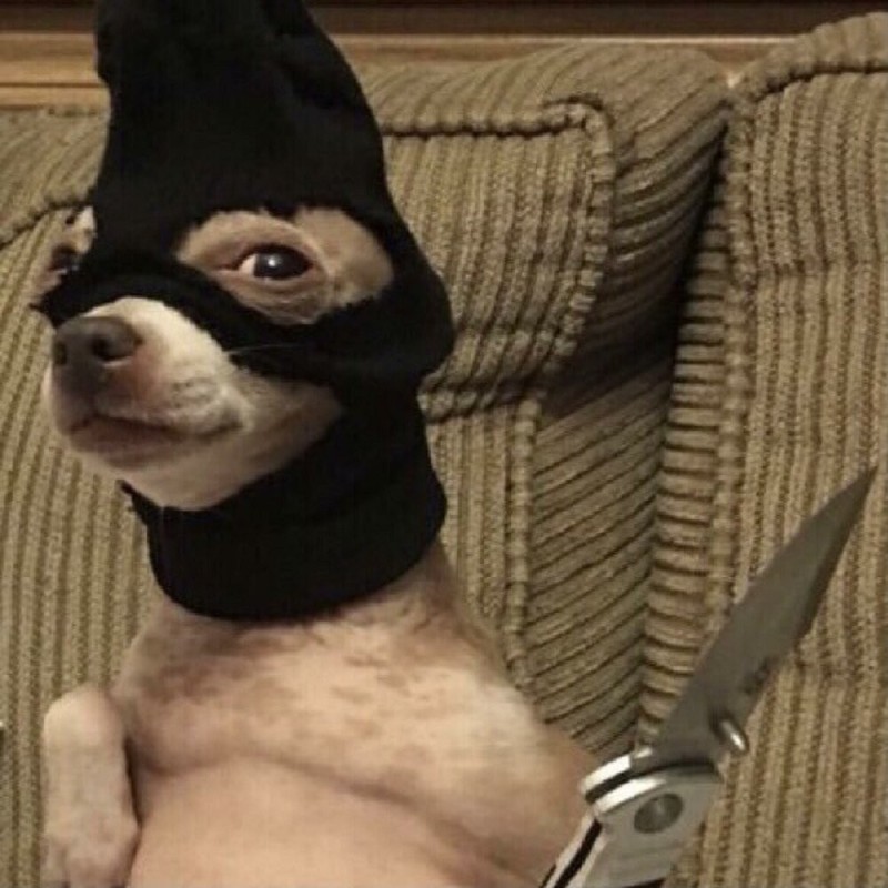 Create meme: masked dog, The dog is a thief, funny chihuahua