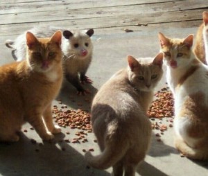 Создать мем: Кошка, кошки и котята, кошки