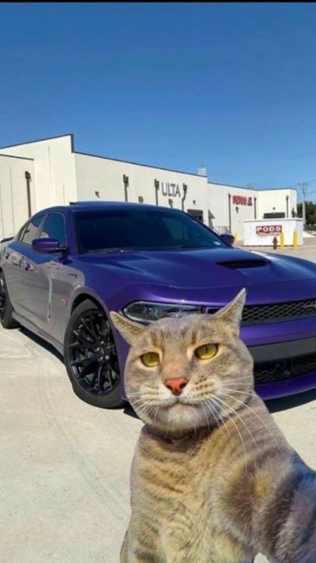 Create meme: selfie of a cat with a car, cat , a cat takes a picture with a car