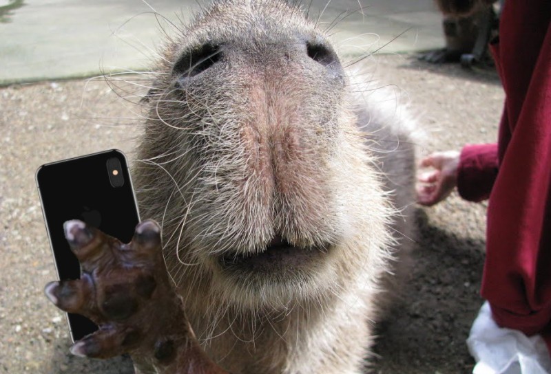 Create meme: white capybara, full-face capybara, rodent capybara