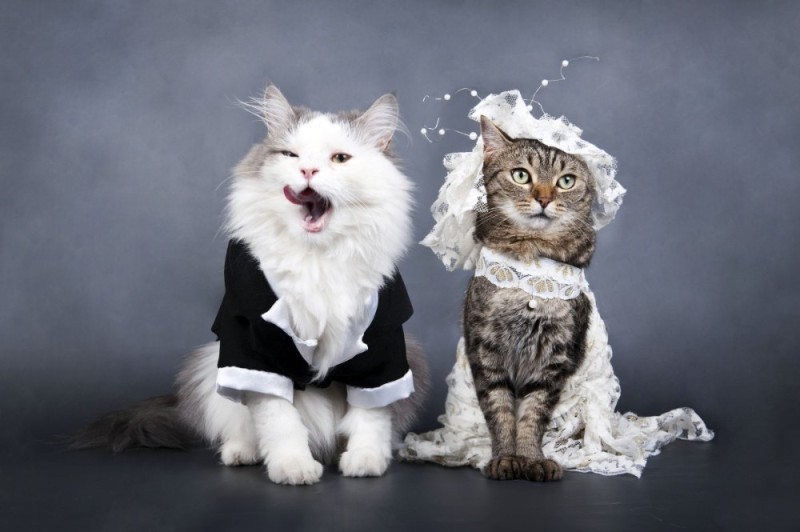 Create meme: cats in wedding dresses, cats in wedding costumes, seals wedding