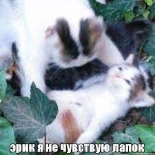 Create meme: aduhai meme cat, cat, aduhai cat meme original