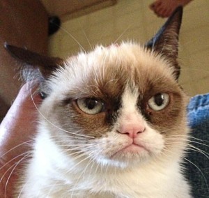 Create meme: grumpy cat , sad cat, gloomy cat