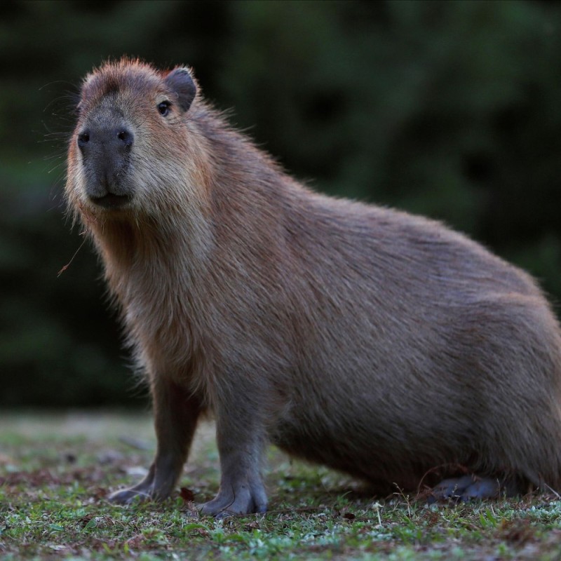 Create meme: capybara ok i pull up, a pet capybara, little capybara