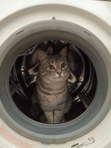 Create meme: the cat in the Laundry photo