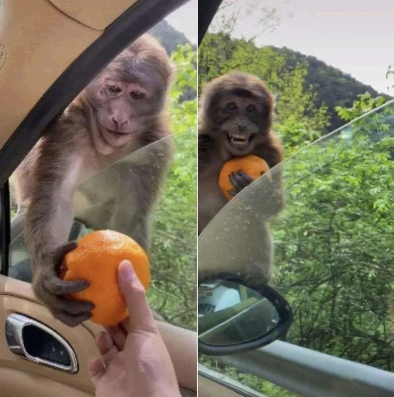 Create meme: monkey with orange