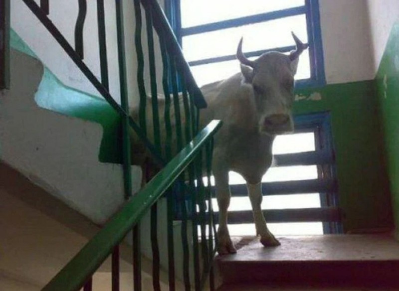 Create meme: the cow in the entrance, the horse is in the entrance, Lucky with the neighbors