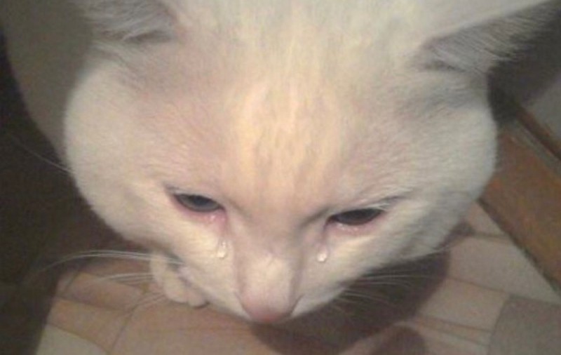 Create meme: cat with tears, weeping cats, crying cat