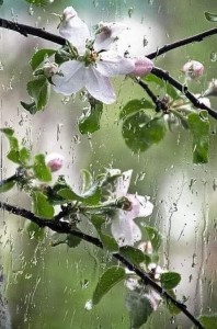 Создать мем: яблоня весной, цветы в каплях дождя, яблоня ветка