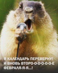 Create meme: the groundhogs photo is funny, startled marmot, Groundhog day