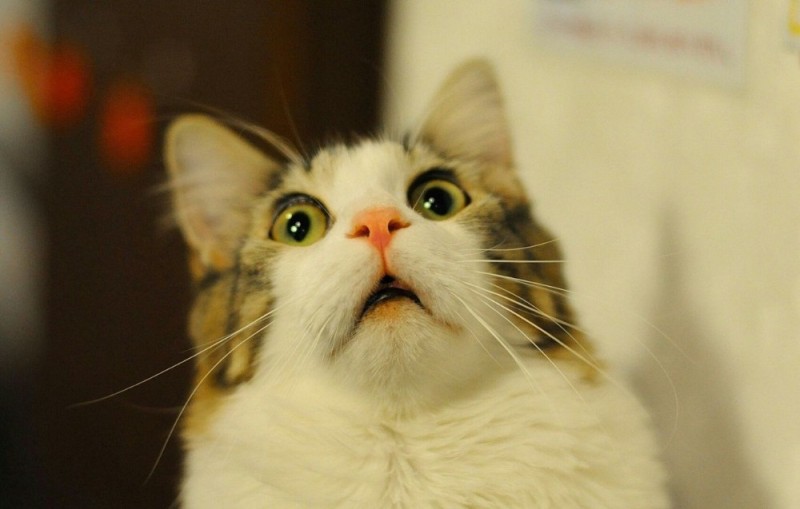 Create meme: surprised cat, cat in shock, cat in shock