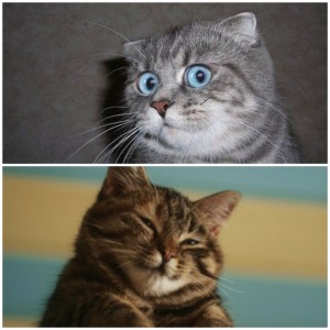 Create meme: cat akhue, meme surprised cat, the surprised cat