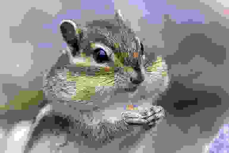 Create meme: siberian chipmunk, Alvin and the chipmunks, chipmunk at home