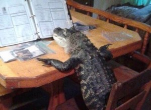 Create meme: crocodile monitor lizard