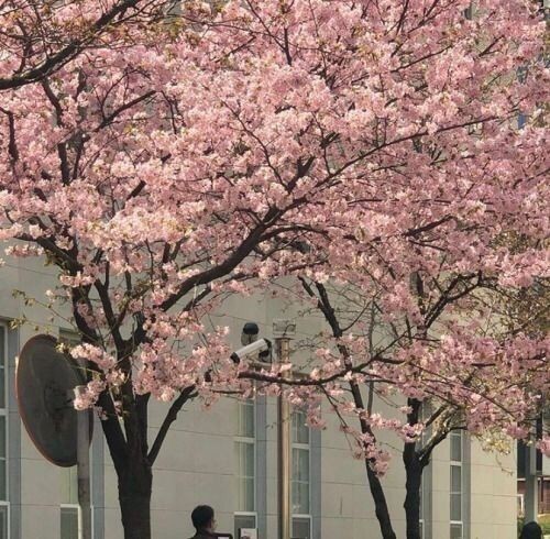 Создать мем: цветущая вишня дерево, цветение умэ в японии, цветущая сакура