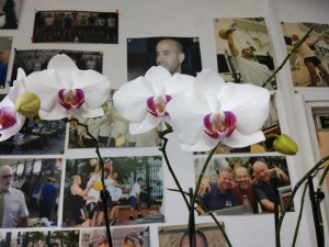 Create meme: bunga, phalaenopsis, Phalaenopsis mountain