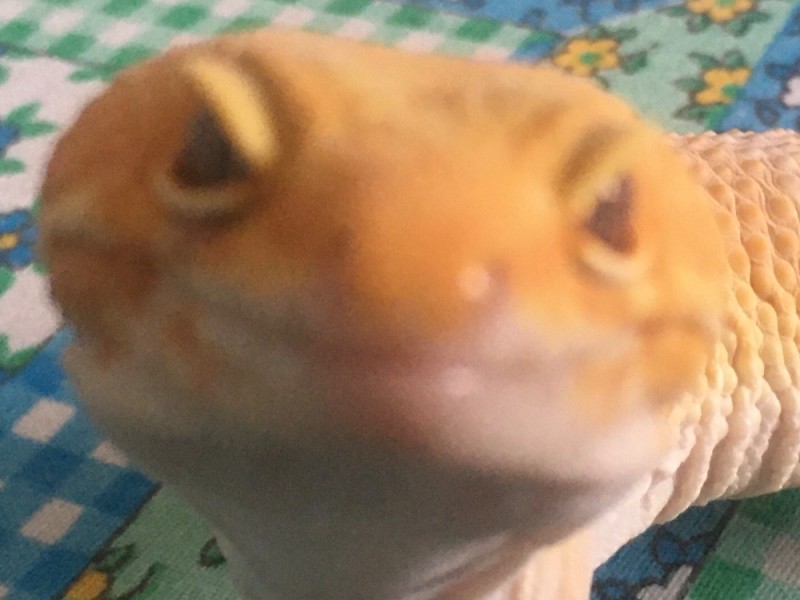 Create meme: Gecko ablefor yellow, eublefar gecko with raspberries, gecko lizard