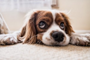 Создать мем: cavalier king charles spaniel, собачек, кавалер кинг