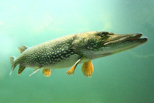 Create meme: common pike (esox lucius), common pike, pike