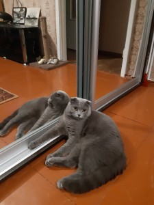 Create meme: Scottish fold grey, cat Scottish fold, Scottish fold