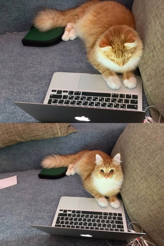Создать мем: кот домашний, кот за компьютером, рыжий кот админ