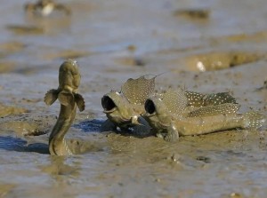 Create meme: Fish, mangrove mudskipper, fish mudskipper