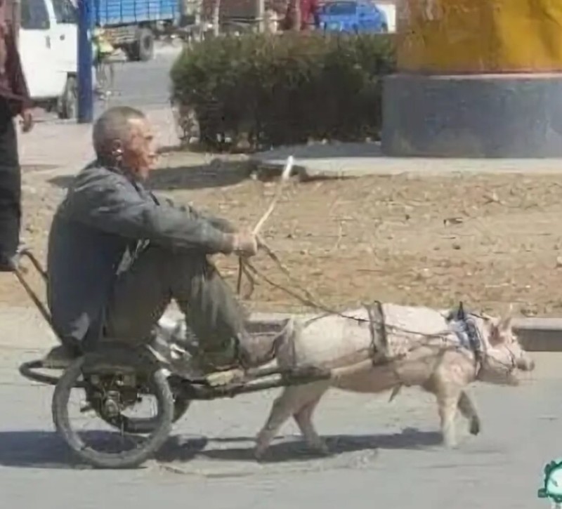 Create meme: chinese rickshaw cart, a cart with pigs, pig on a moped