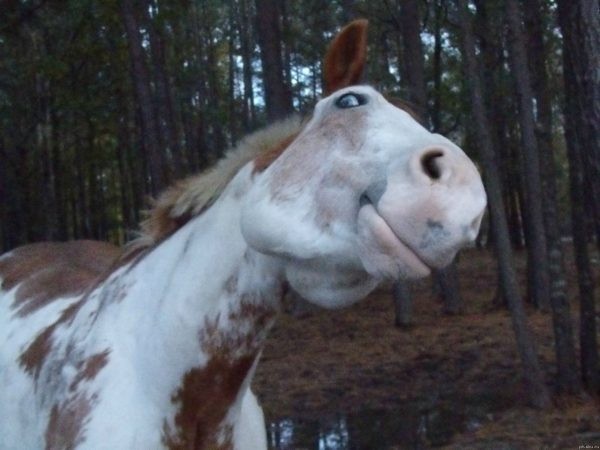 Создать мем: сударь вы упорот лошадь, лошадь смешная, смешная морда лошади