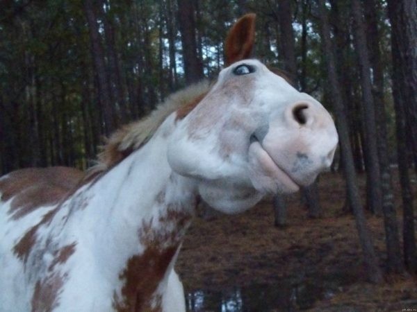 Create meme: stoned horse , A stoned horse, funny horse face