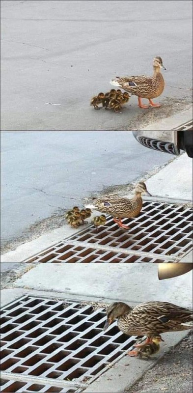 Create meme: duck with ducklings, duck , duck for nothing