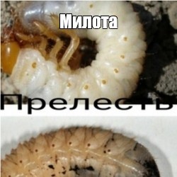 Create meme: larva of the May beetle, the larva of the bronze beetle, Khrushchev is the larva of the May