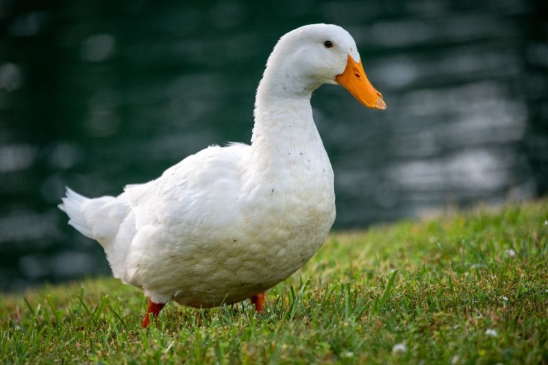 Create meme: duck duck, white duck, duck white