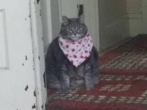 Create meme: meme cat, cat fat, jokes about kotv