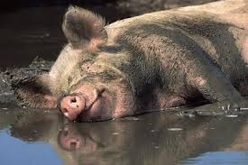 Create meme: drunk pig, pigs in the mud, pigs