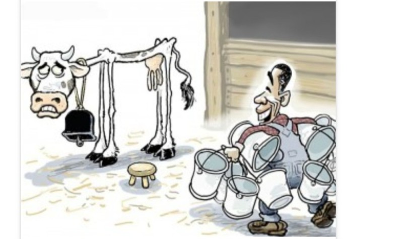 Create meme: cow cartoon, milking a cow cartoon, funny caricatures 