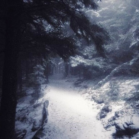 Create meme: snow , forest snow , the winter forest is beautiful