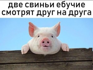 Create meme: boar, each pig, Horny pig