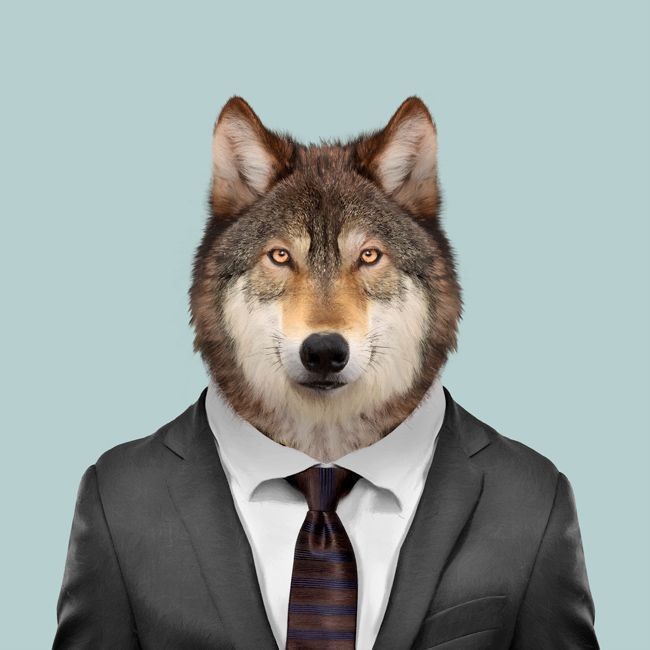 Create meme: the wolf in the jacket, wolf , animals in costumes