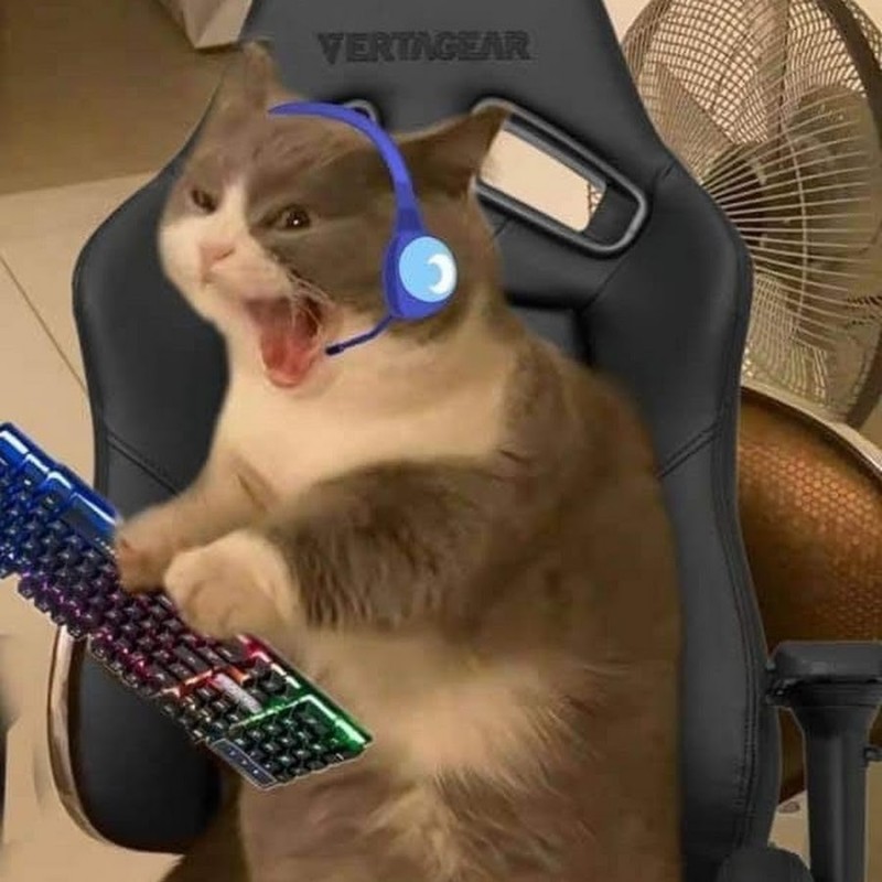 Create meme: cats gamers, cat , cat gamer