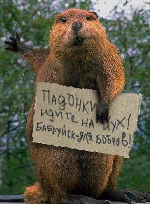 Create meme: the beaver is funny, all beaver, funny beaver 