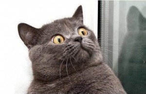 Создать мем: британская кошка фото юмор, кошка, кот в ахуе фото