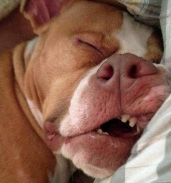 Create meme: sleepy dog, funny sleeping dogs, sleeping animals are funny