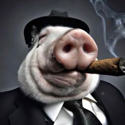 Создать мем: свинья с сигарой, морда свиньи, свинья крутая