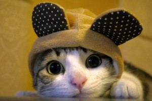 Create meme: cute cats, pictures of cute cats, nyashnye seals